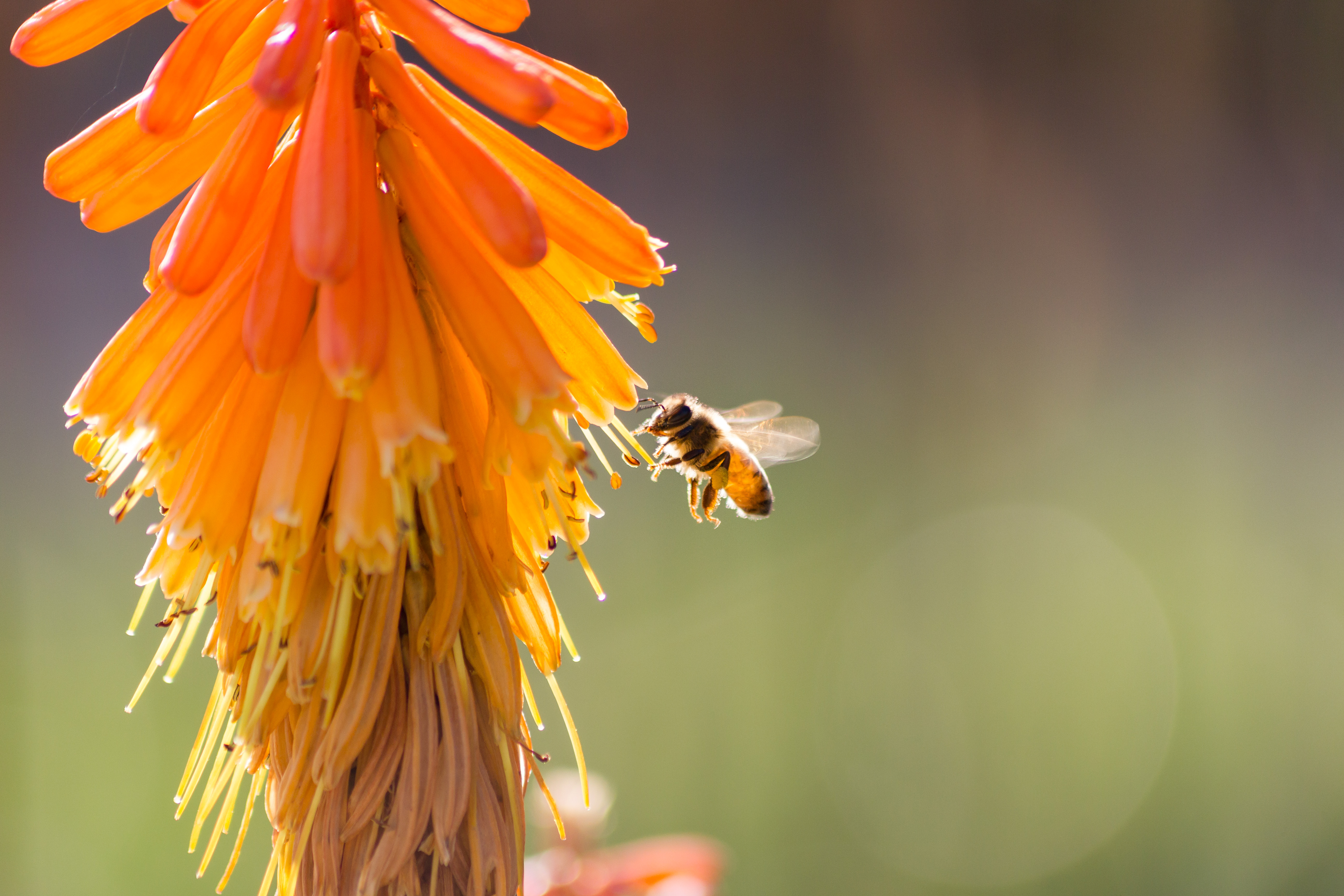 Image of bee on flower