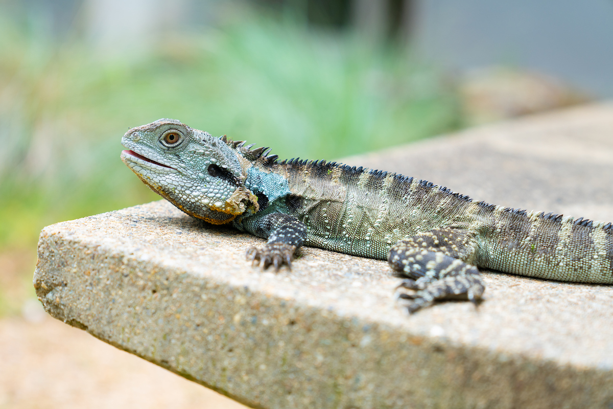 Photograph of water dragon lizard on concrete bench
