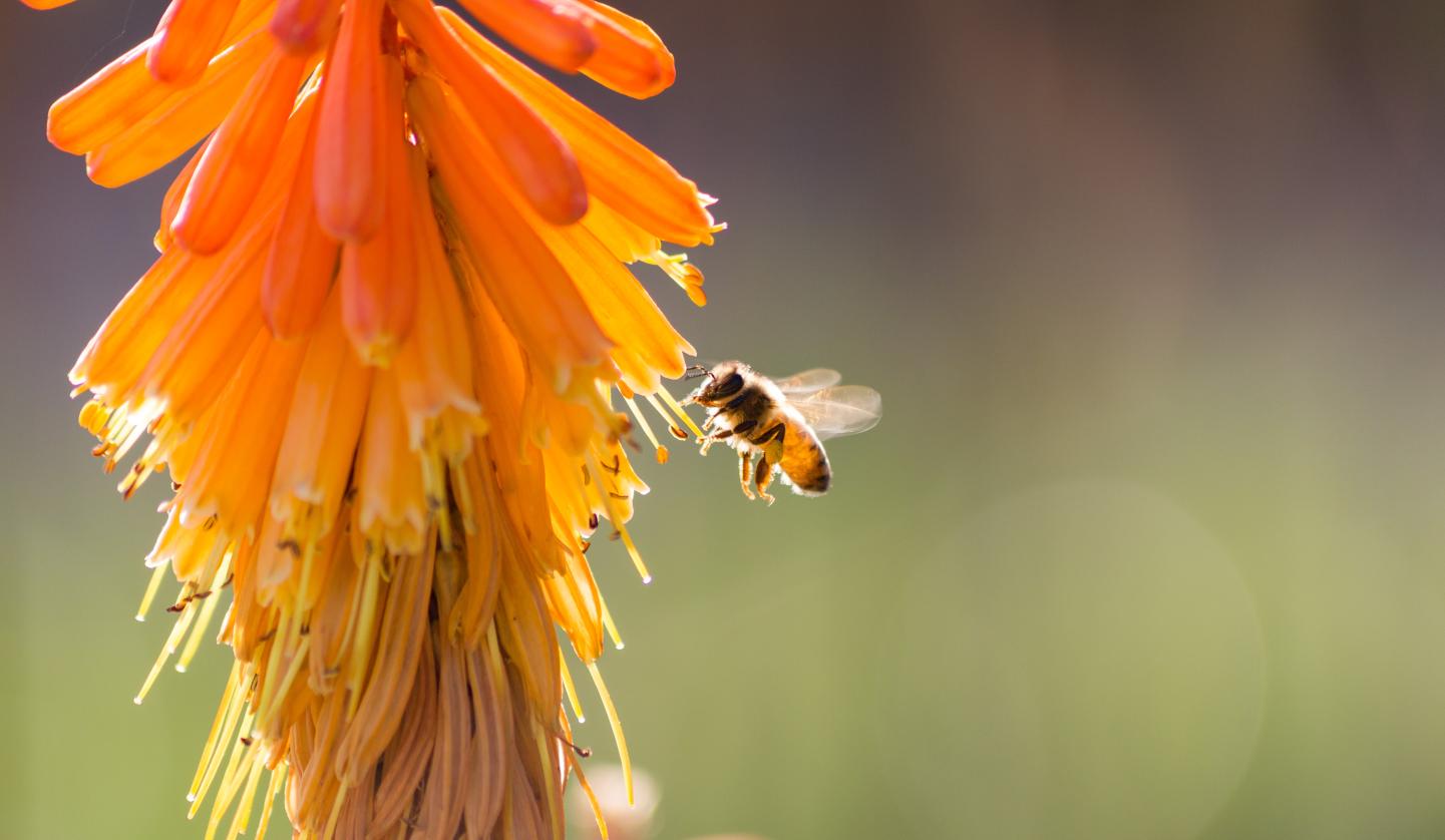 Image of bee on flower