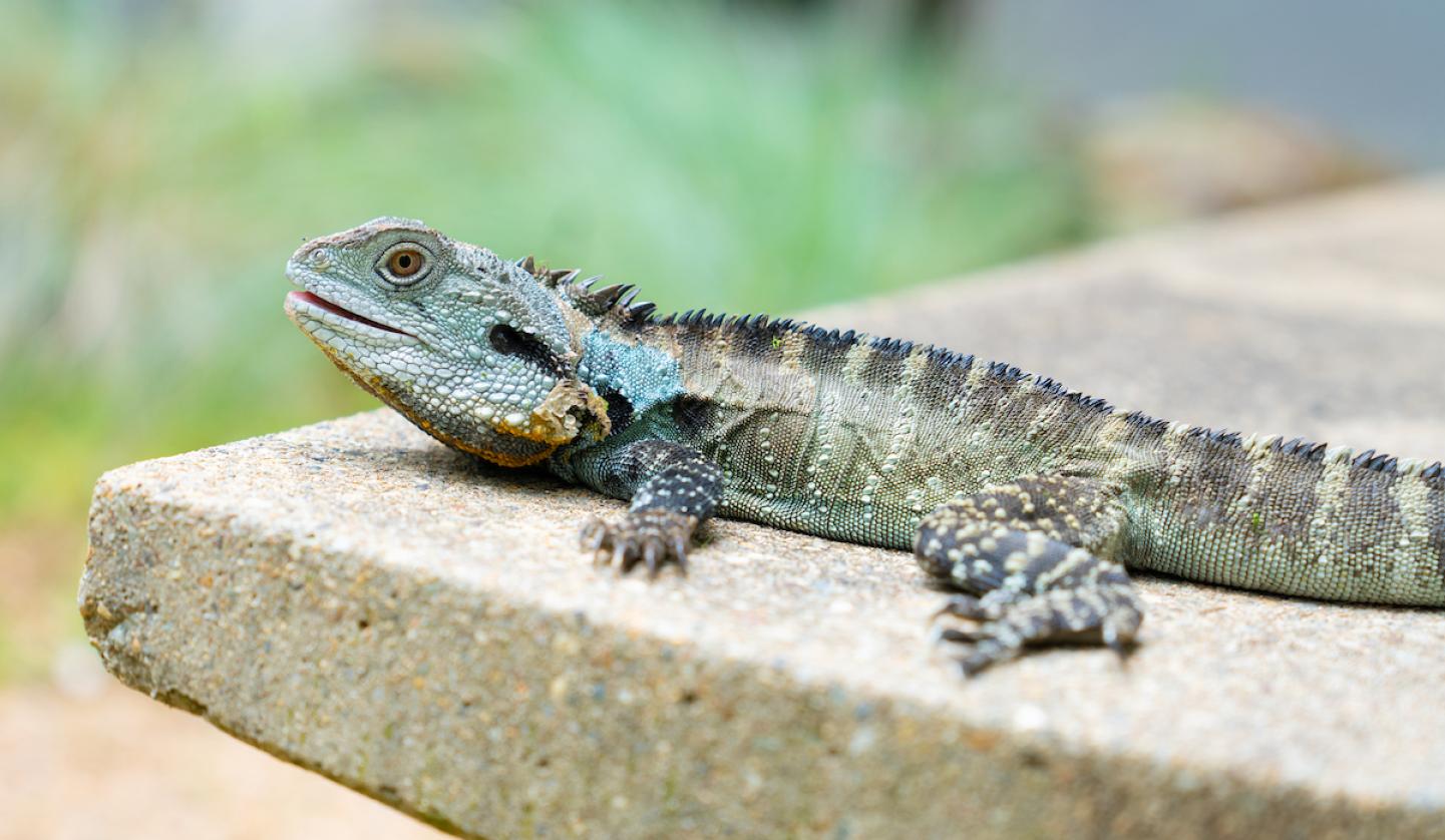 Photograph of water dragon lizard on concrete bench