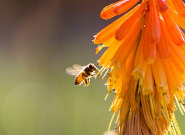 Bee on flower