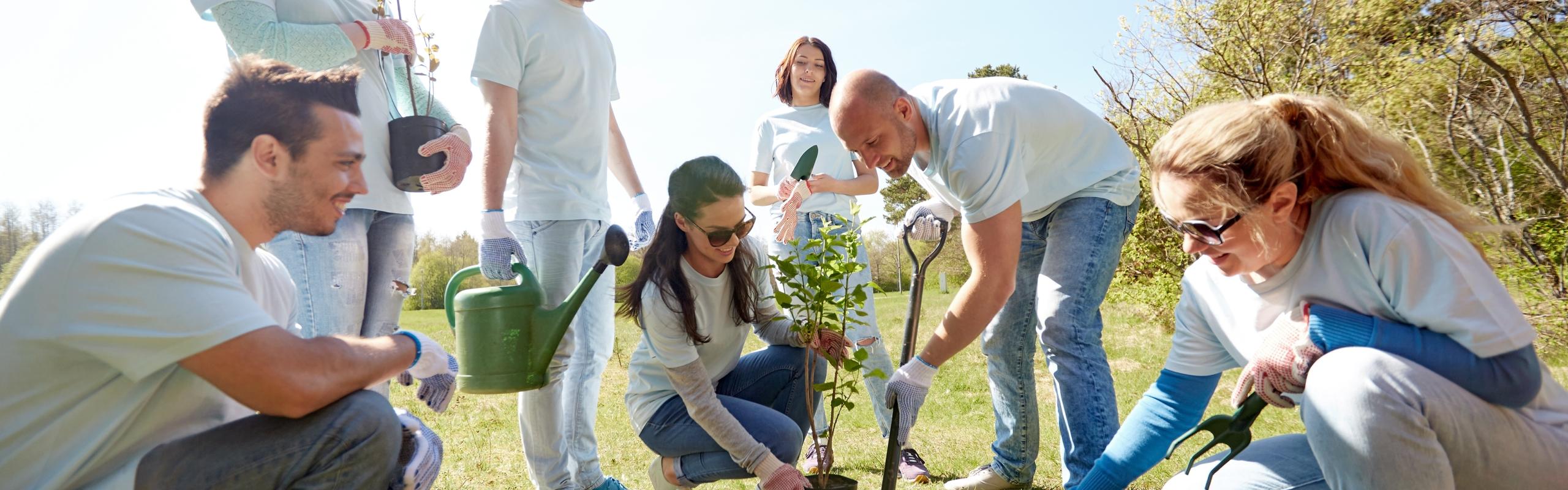 Tree planting volunteers