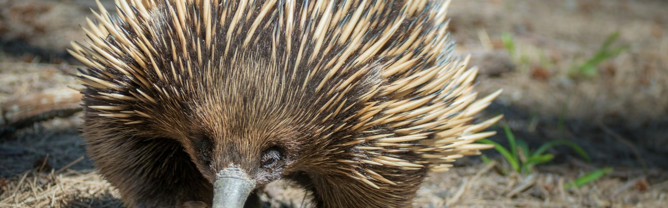 Image of echidna