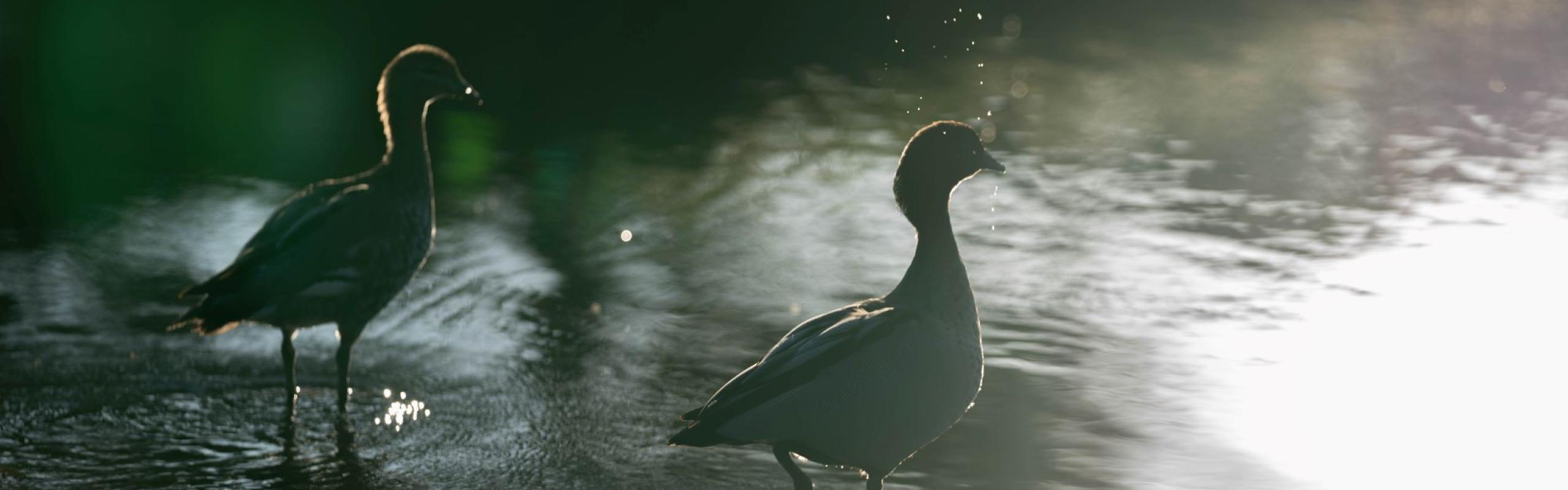Image of two ducks in Sullivans Creek