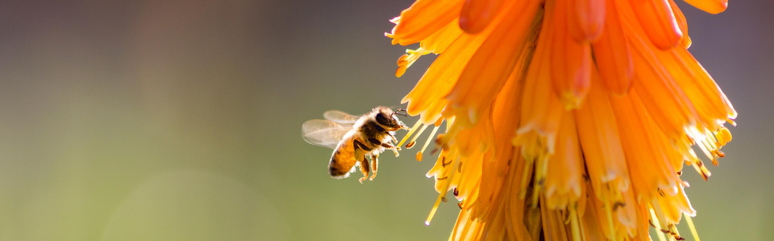 Bee on flower