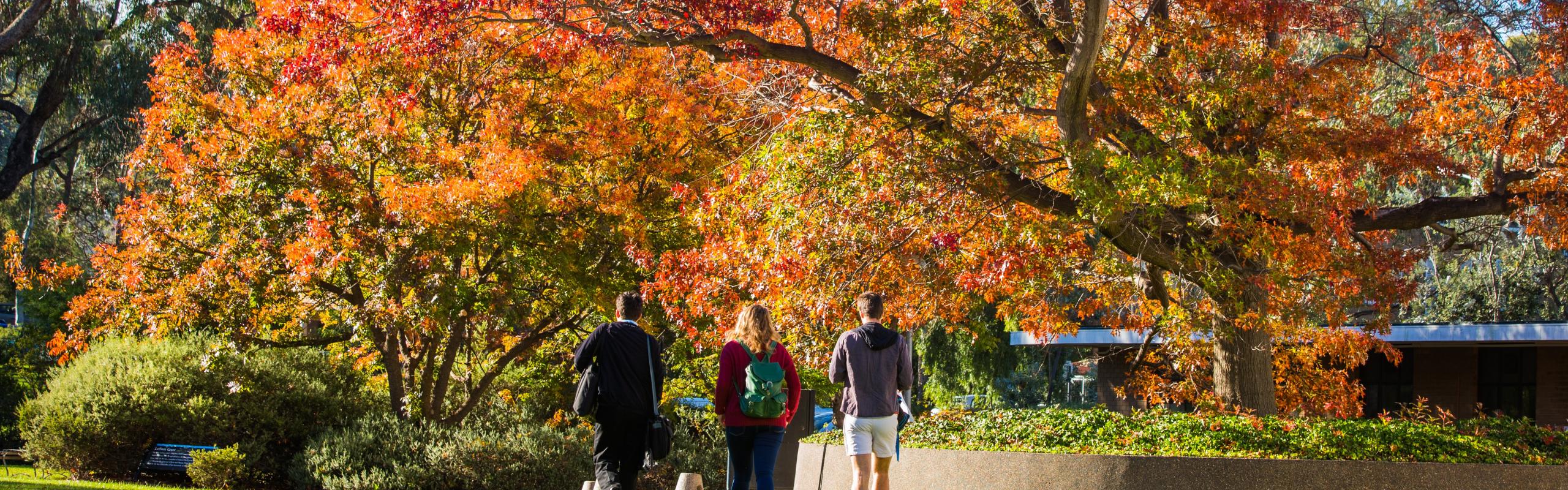 Image of autumn trees on ANU campus