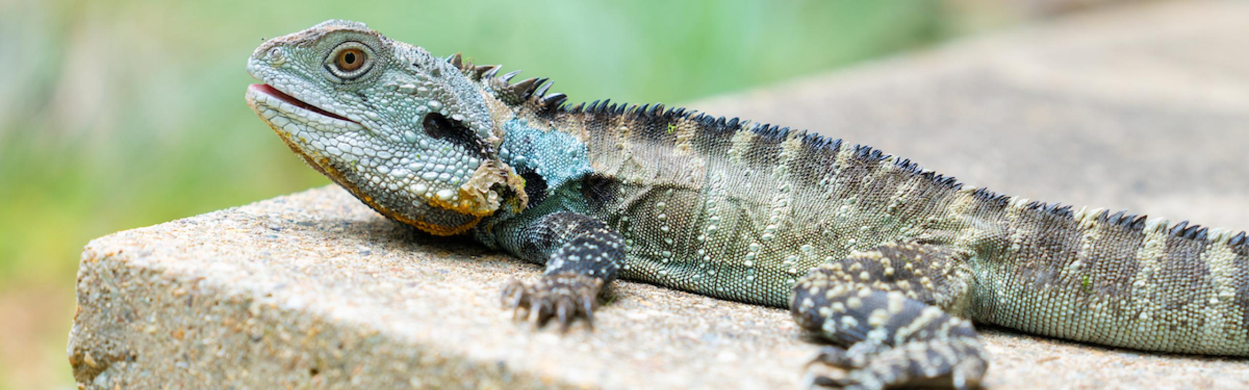 Photograph of water dragon lizard on concrete bench